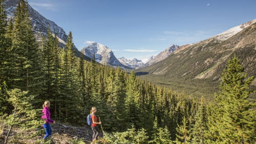 Canada - Hiking in the Forest on the Mount Edith Cavell Trail in Jasper National Park